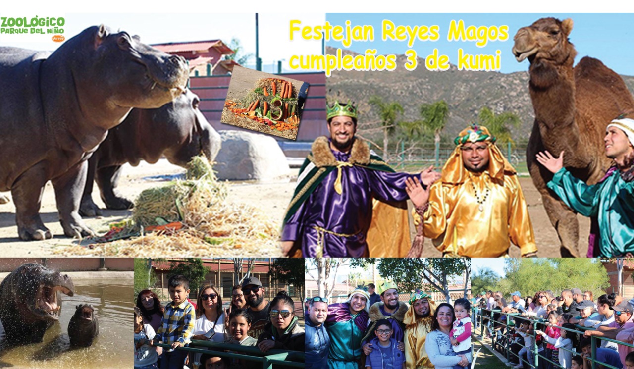 Festejan Reyes Magos cumpleaños 3 del hipopótamo Kumi
