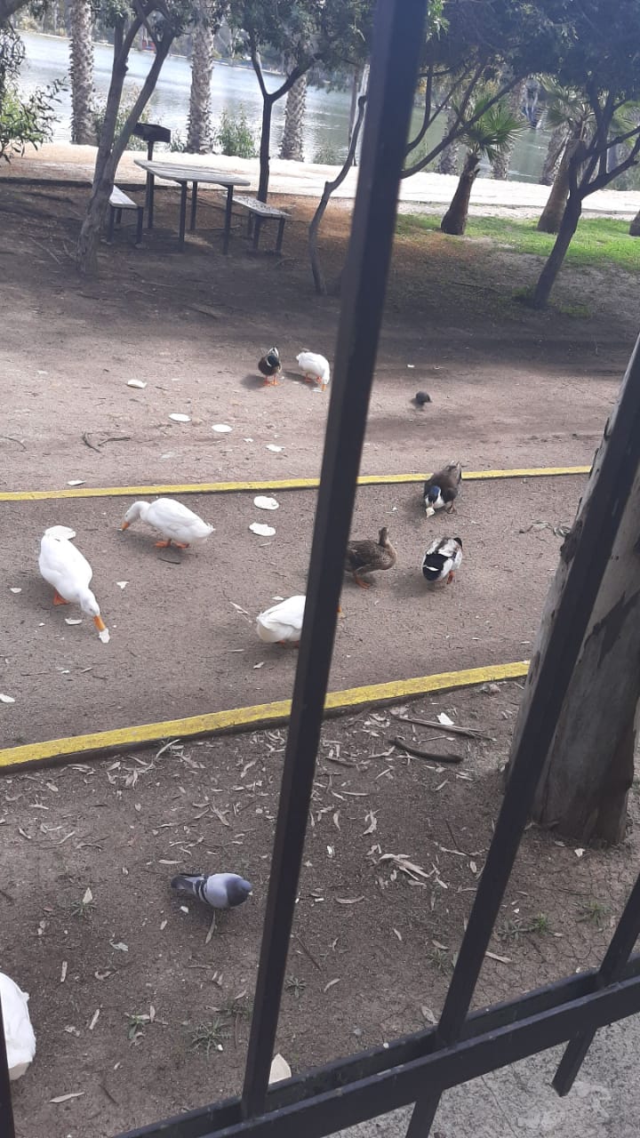 Graznan de hambre patos del Parque de la Amistad