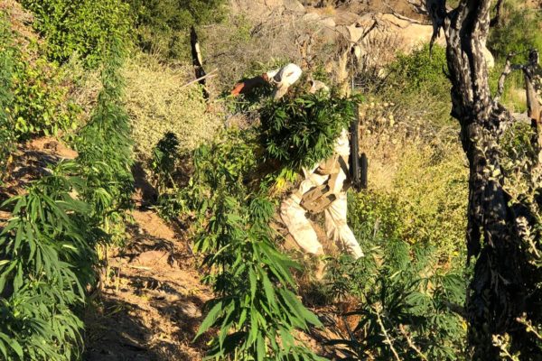 Localizan plantío de marihuana que produciría más de 4 MDP al narco