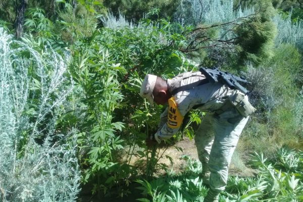 Destruyen plantío de marihuana en el cerro Los Alisos
