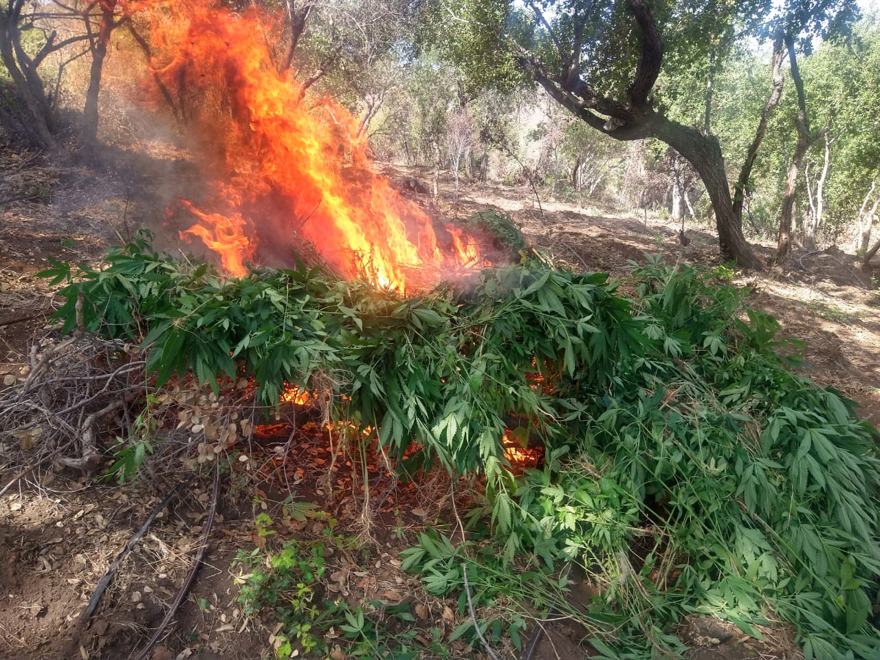 Destruyen 6 plantíos de marihuana en el Poblado el Ajusco
