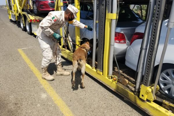 Militares adiestran binomios caninos contra el narco