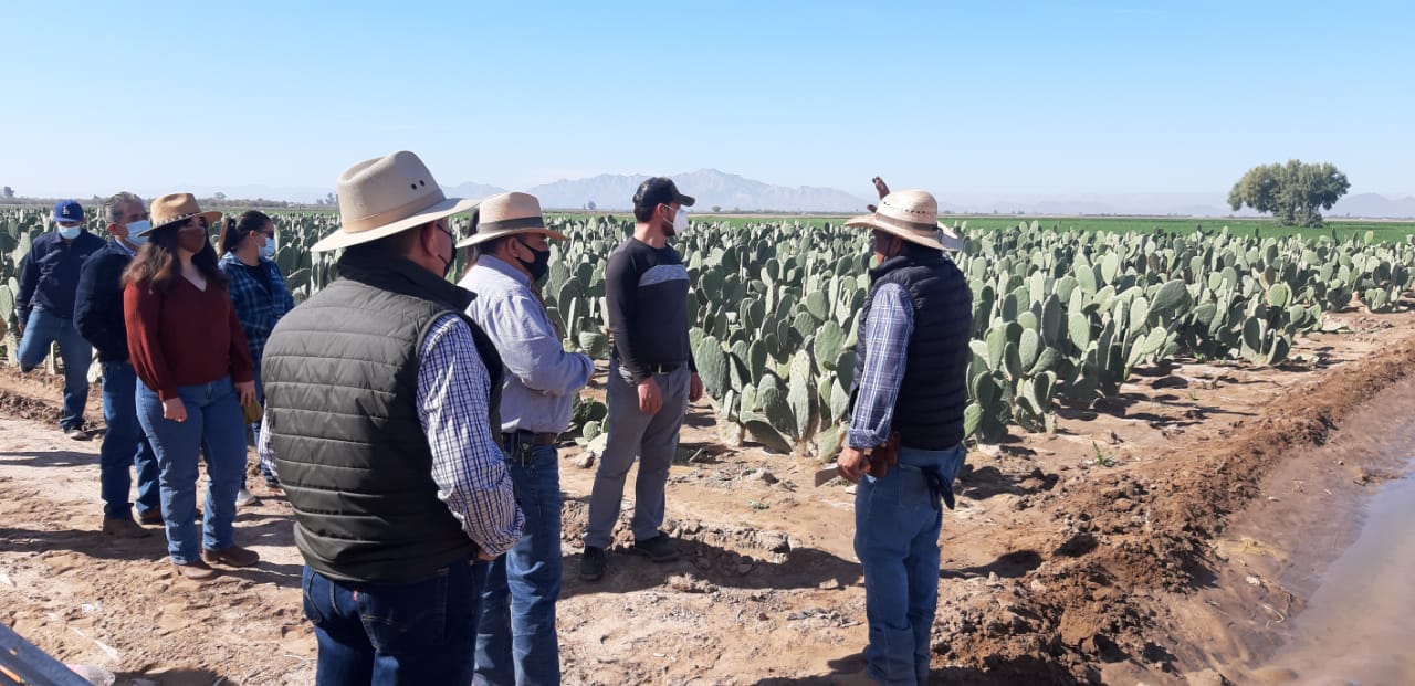El nopal es un cultivo de reconversión viable en el Valle de Mexicali