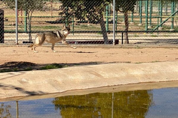 Llegan dos lobos grises mexicanos al Zoológico del Niño Jersey
