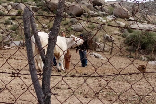 Por abigeato catean rancho en Tecate y localizan vaca robada