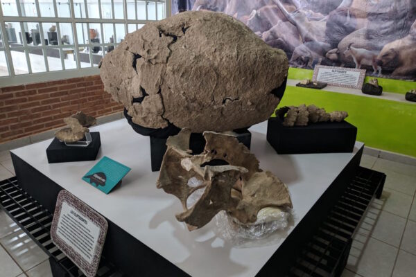 Regresan elementos fósiles de un gliptodonte a la comunidad poblana de Santiago Tenango