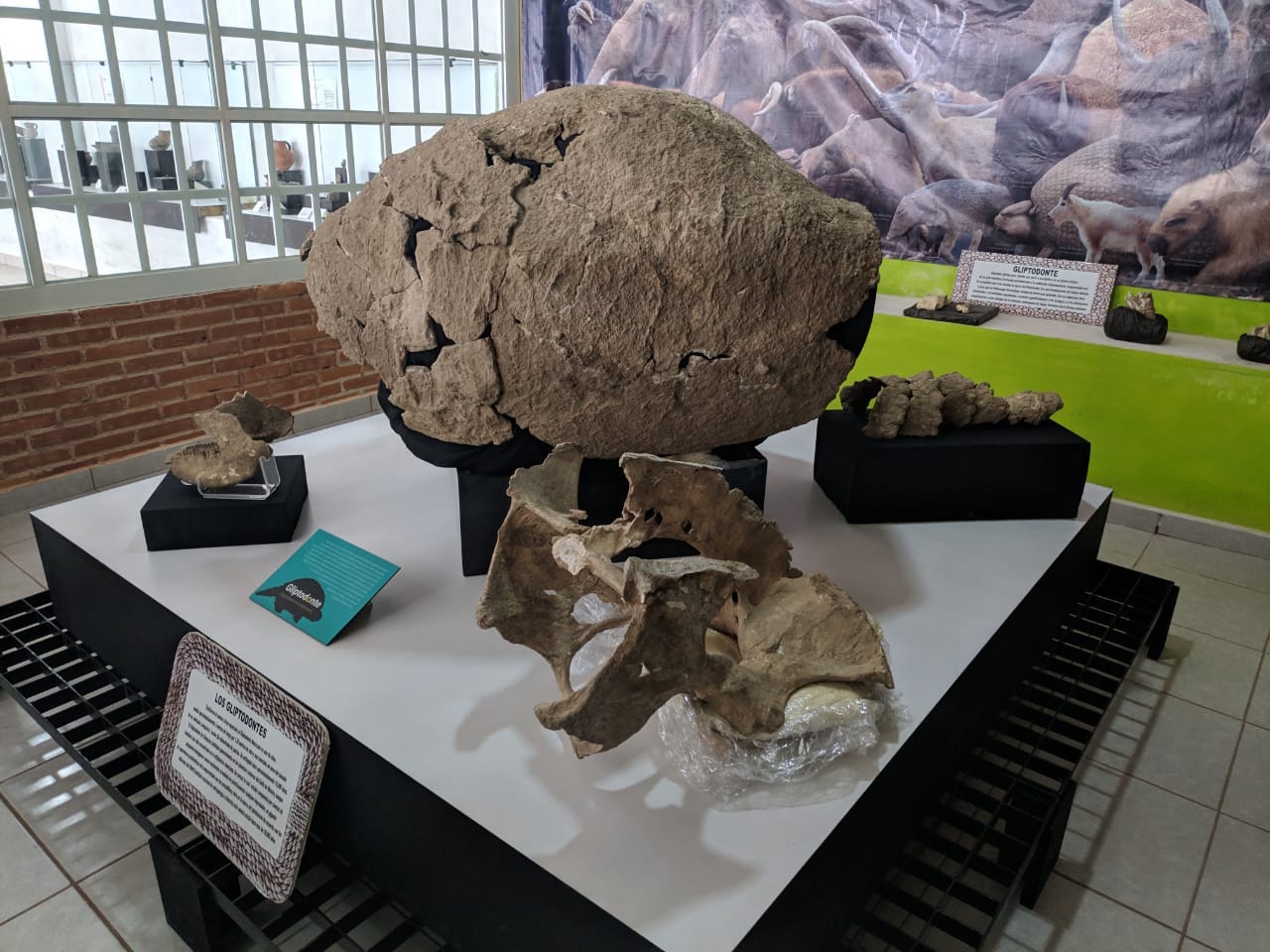 Regresan elementos fósiles de un gliptodonte a la comunidad poblana de Santiago Tenango