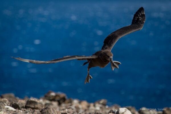 Vuela Primer Albatros de Patas Negras del Proyecto de Repoblamiento en Isla de Guadalupe BC