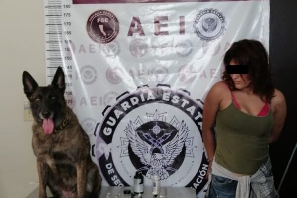 Con apoyo de la Unidad Canina K9 localizan droga en cateo y detienen a mujer