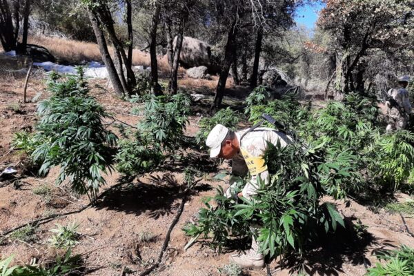 Destruyen 3 plantíos de marihuana en la Sierra de Juárez