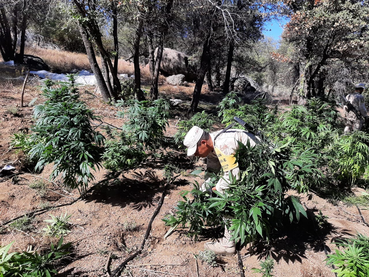 Destruyen 3 plantíos de marihuana en la Sierra de Juárez