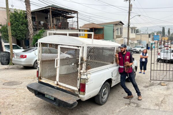 Rescatan Inspección y Verificación y Control Animal a seis cachorros en la colonia Fidel Velázquez