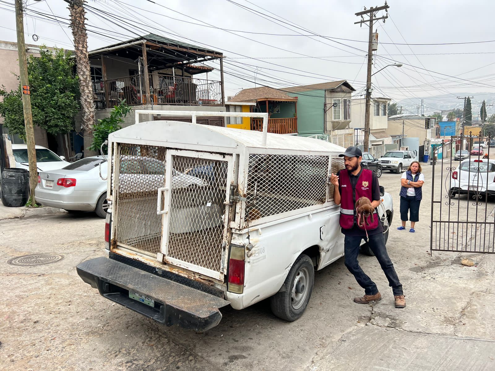 Rescatan Inspección y Verificación y Control Animal a seis cachorros en la colonia Fidel Velázquez
