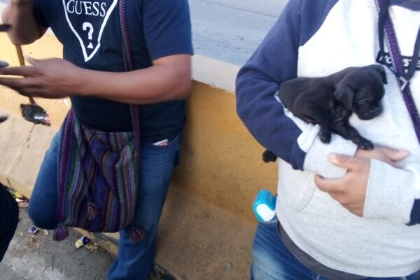 Mantiene Gobierno de Tijuana Cero Tolerancia a la venta ilegal de mascotas