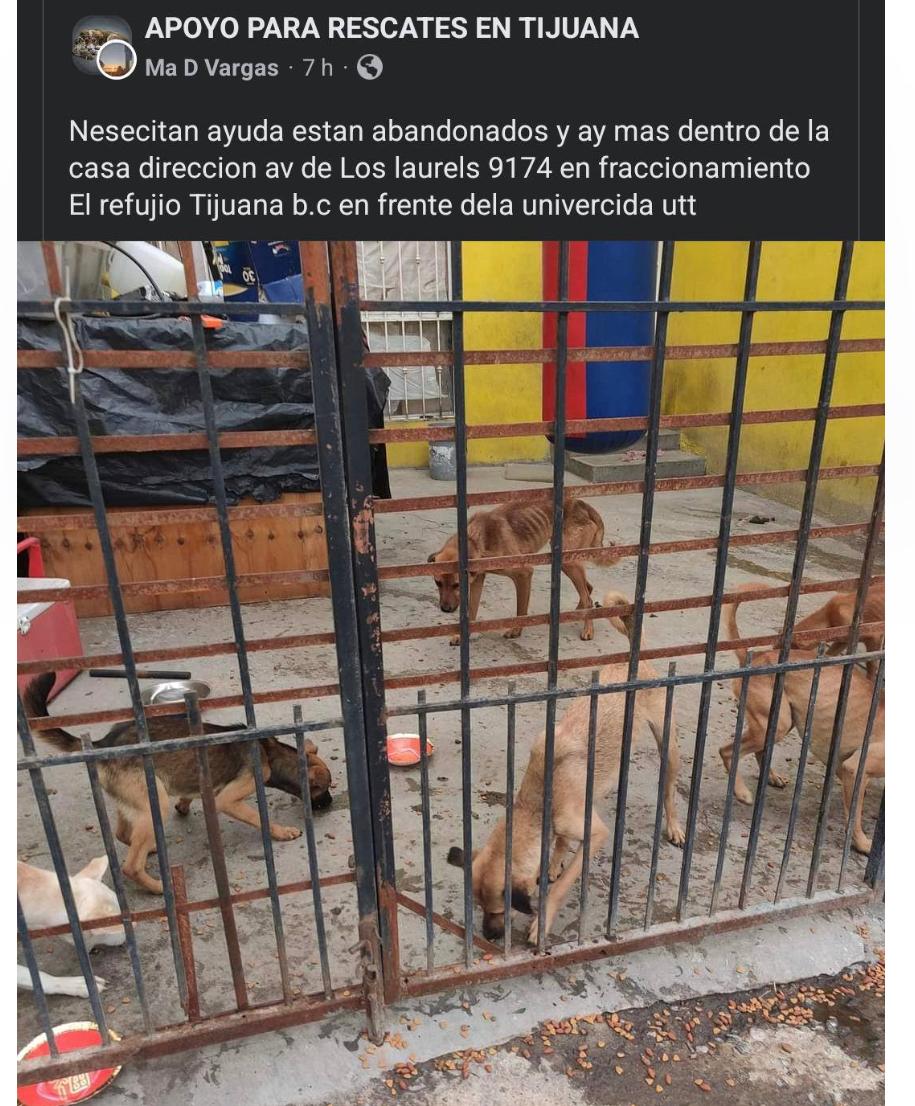 Rescatan a 4 perros “desnutridos” en domicilio del fraccionamiento El Refugio