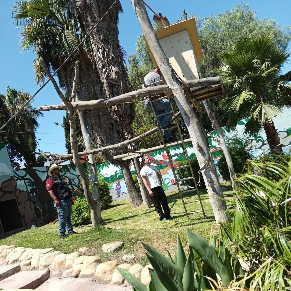 Rehabilita Ayuntamiento Hábitat de Monos Araña en el Parque Morelos