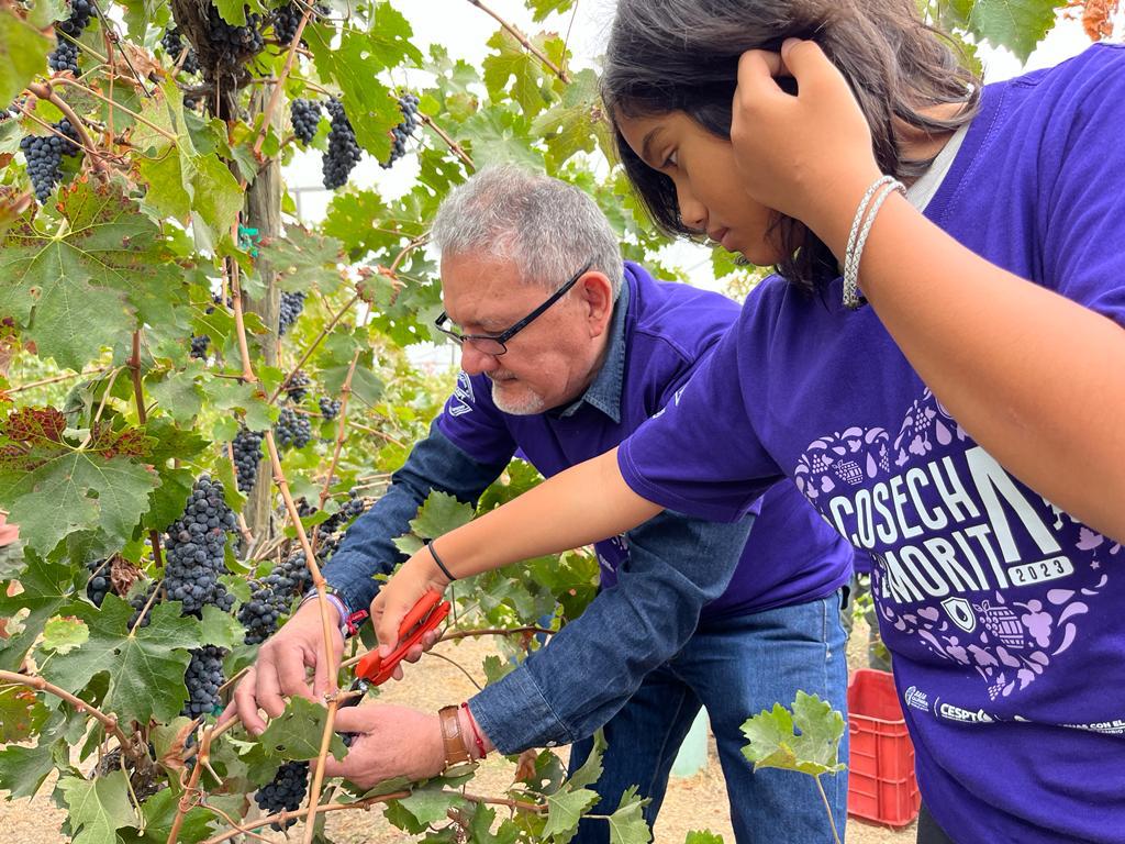 Realiza #CESPT cosecha simbólica de uva en Viñedo Experimental “La Morita”