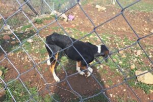 Rescatan a dos canes maltratados y desnutridos tras cateo en Tecate