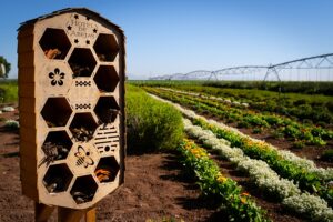 Bee project, jardines florales para más de un millón de abejas